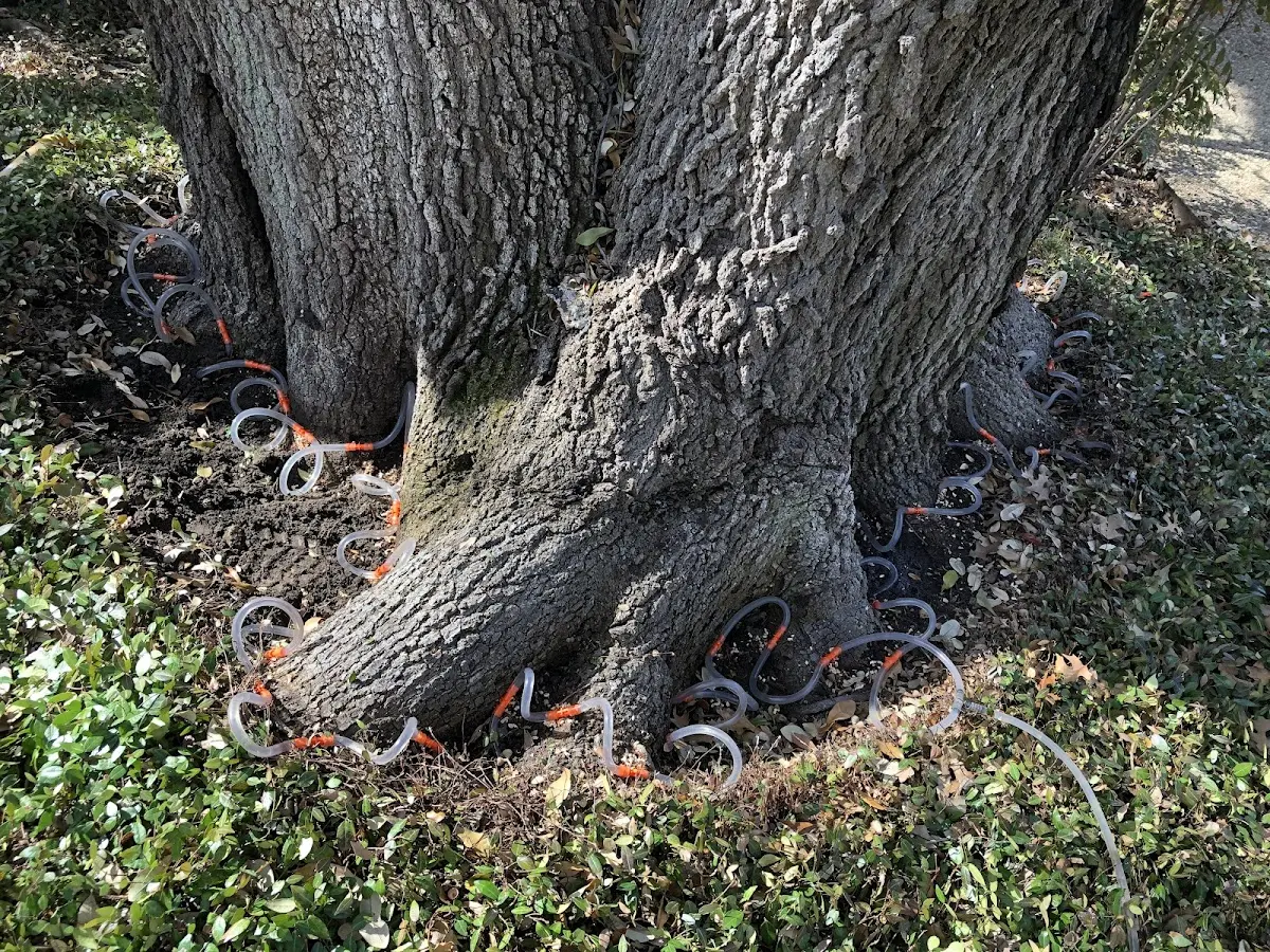 Detailed Tree Cabling and Bracing job site in Vineland