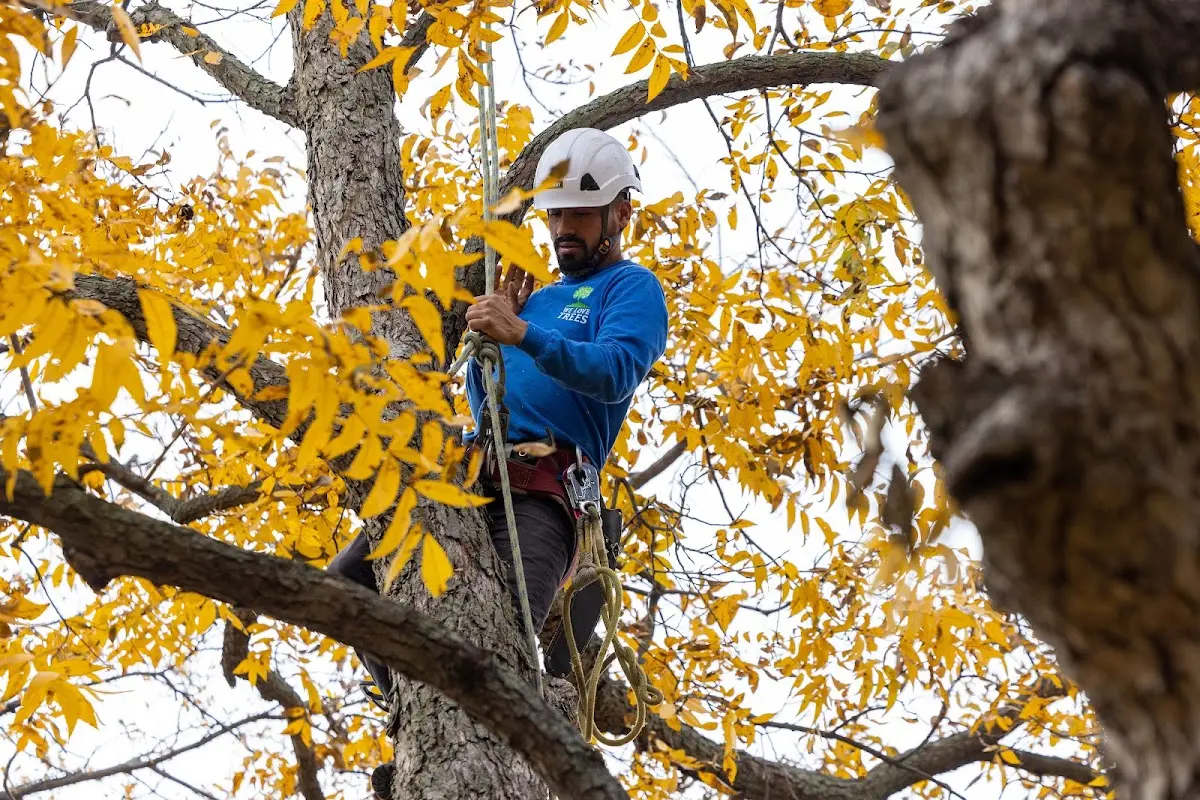 Skilled Tree Transplanting crew working in Vineland