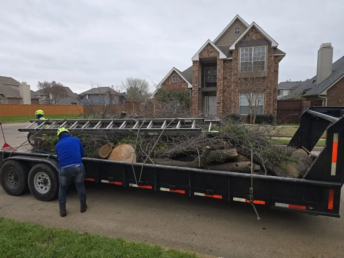 Expert Deadwooding with proper safety equipment in Vineland